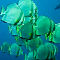 Schooling Batfish